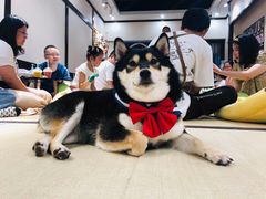 -逗柴咖啡屋·狗咖猫咖宠物桌游