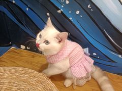 -猫にゃん · 猫的隐藏屋猫咖(麦地旗舰店)