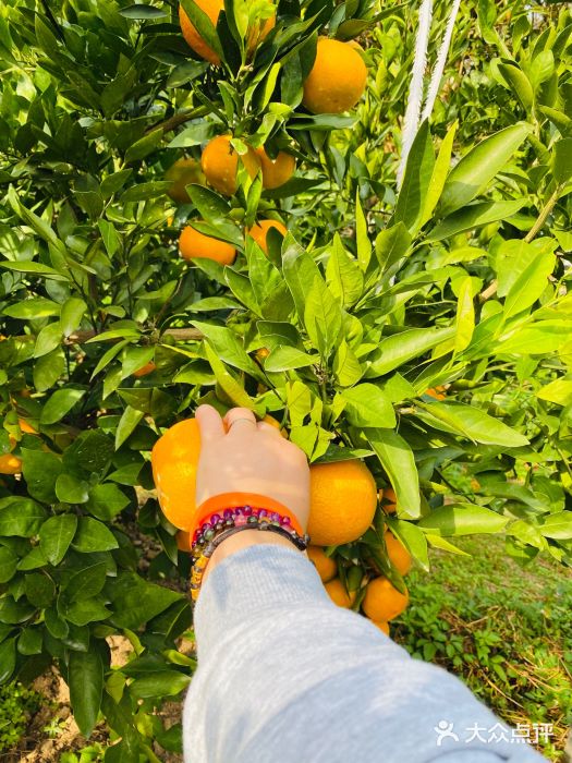 前小桔亲子创意农场·草莓采摘·露营烧烤图片