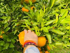 -前小桔亲子创意农场·草莓采摘·露营烧烤