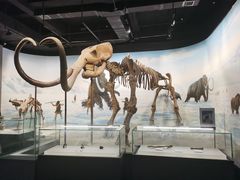 -辽宁古生物博物馆
