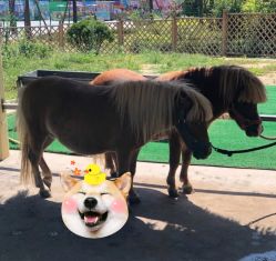 -萌宠亲子动物乐园(槐房万达店)