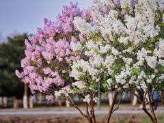 -大兴滨河森林公园