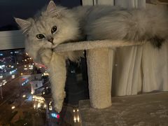 -猫大福·Fortune Cat猫舍(百子湾店)