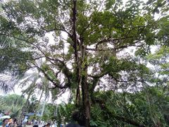 -中国科学院西双版纳热带植物园