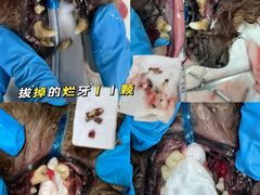 -泰洋动物医院·神经专科·磁共振·CT(天河公园总院)