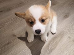 -浣熊柯尔鸭土拨鼠·电玩咖