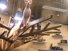 -飞行喵MR PILOT|猫舍·猫咖(静安大融城店)