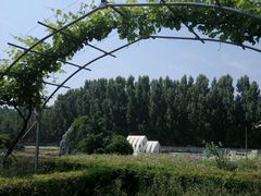 -白鹿原葡萄主题公园