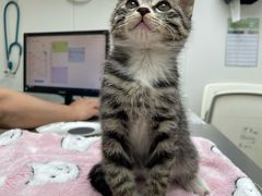 -爱诺耐芙动物医院(万博店)