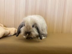 -猫猫幼稚园·撸猫·桌游·电玩