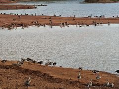-鄱阳湖国家湿地公园