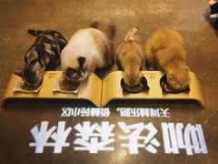 -咖法森林·咖啡  酒吧(天河店)