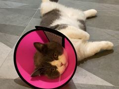 -爱侣宠医·鹦鹉专科·小型哺乳类·异宠专科(灵石路店)