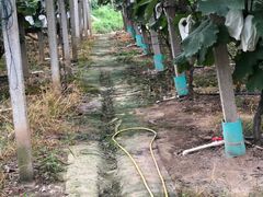 -马陆小张葡萄园农家乐