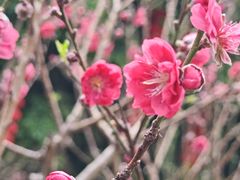 -桃花涧