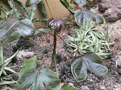 -正佳雨林生态植物园