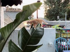 景观位-Sirena海妖日咖夜酒