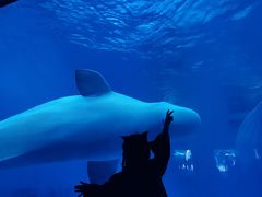 -海合安成都极地海洋公园