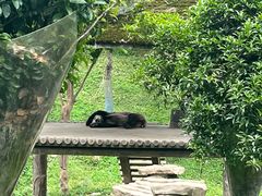 -中国大熊猫保护研究中心雅安碧峰峡基地