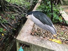 -吉隆坡雀鸟公园