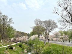 -羊山湖公园