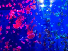 -成都浩海立方海洋公园