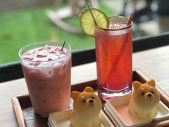 -柴犬高等学院·狗咖·柴犬售卖·宠物训练