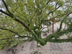 -江心屿景区