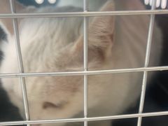 -瑞鹏瑞爱宠物医院·全科·猫科·血液透析中心(龙头寺店)