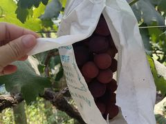 -马陆小张葡萄园农家乐