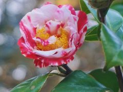 -中国科学院华南植物园