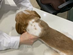 -菲尔斯特宠物医院