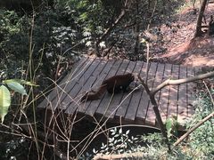 -熊猫厨房