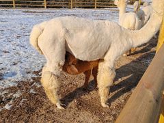 -江户前寿司(好运街店)