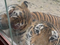 -栾川竹海野生动物园