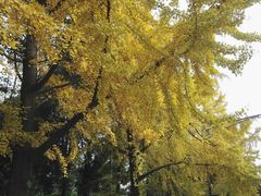 -成都市活水公园