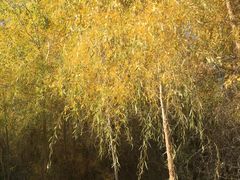 -金塔沙漠胡杨林景区