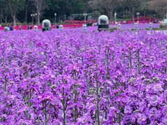 -顺峰山公园