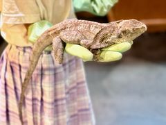 -帕帕拉兹宠物(亚洲旗舰店)