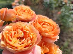 -都江堰玫瑰花溪谷