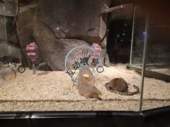 -zoonana室内动物园(东方福来德店)