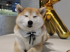 -柴务处·柴犬主题狗咖