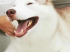 -星多哈·狗咖·拼豆·咖啡
