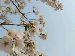 -古柏渡飞黄旅游区