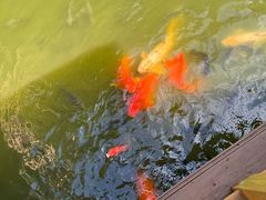 -深圳野生动物园