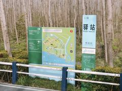 -合肥滨湖国家森林公园
