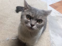 -猫色咖啡·猫咖