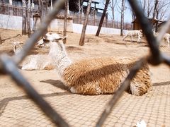 -大连森林动物园