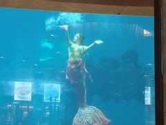 -海棠湾洲际-涛·海底餐厅·龙虾·牛排·美人鱼